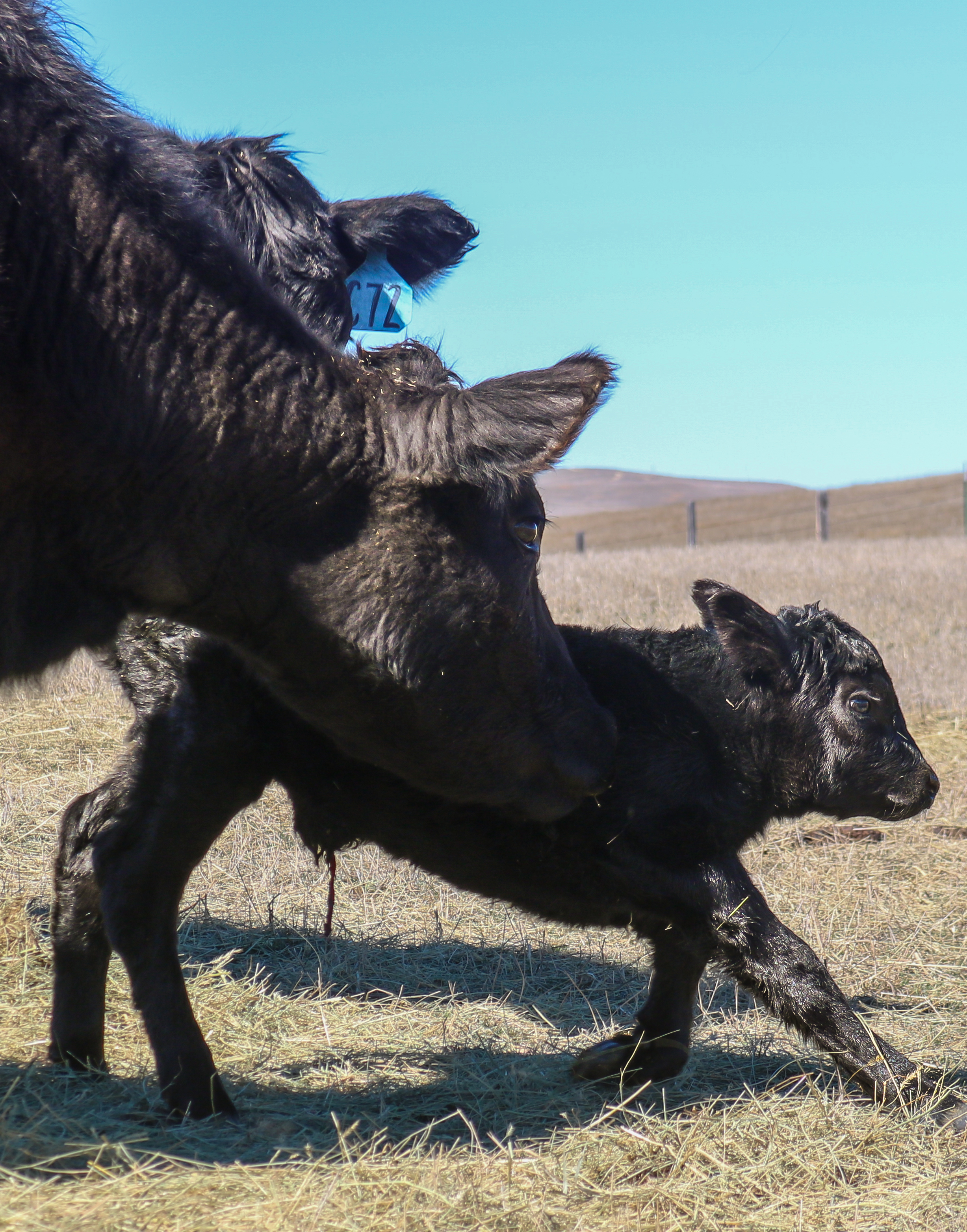 Semlek Ranch Cows